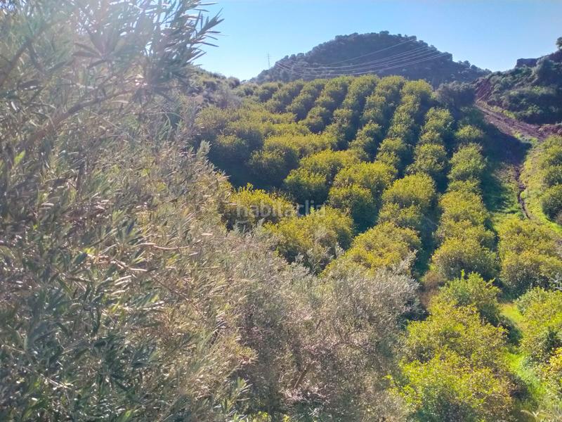 Foto 67e07099-1ff2-4b5e-a5fe-36b441a96730. Fondo rustico in calle cristo de la veracruz 31 in Almogía
