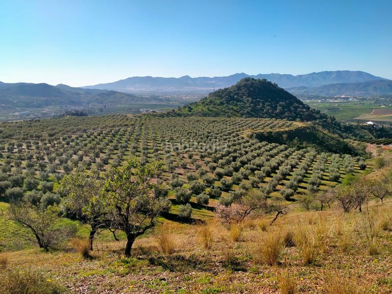 Foto 90a367f7-864d-4ad6-8a08-1904b47d8a7e. Fondo rustico in calle cristo de la veracruz 31 in Almogía