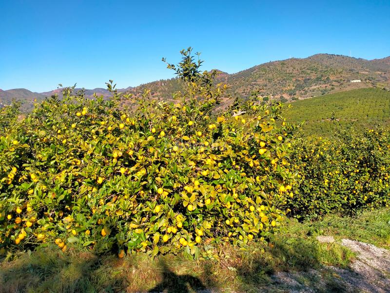 Foto b3ae7036-1f62-4c96-b9c0-55c5b18c26a9. Fondo rustico in calle cristo de la veracruz 31 in Almogía