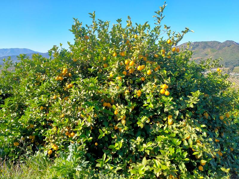 Foto b83d66e3-da88-48c8-bbd1-b5fa481ad6d9. Fondo rustico in calle cristo de la veracruz 31 in Almogía