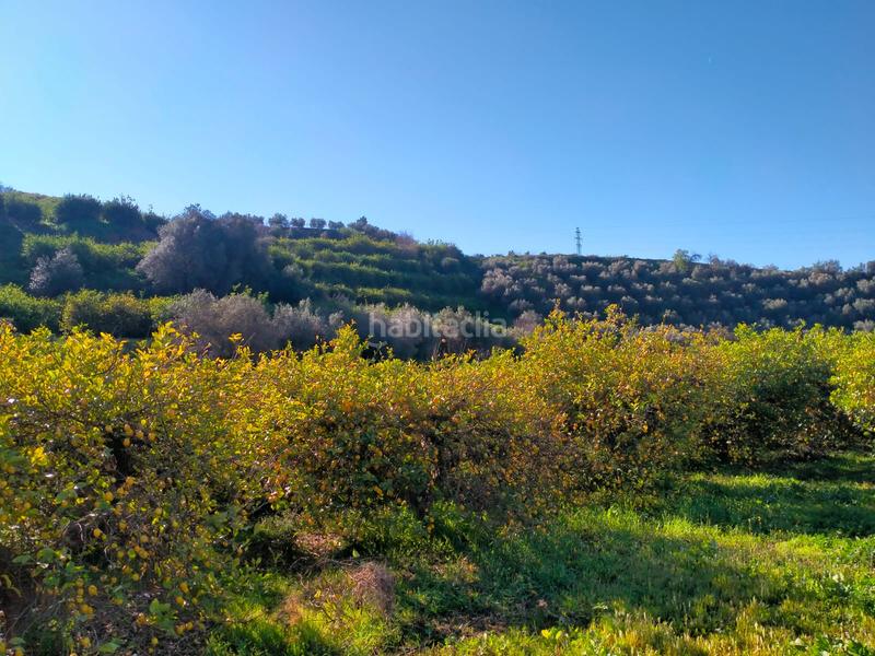 Foto bbd8d8a9-02a4-48eb-b820-9c18e303de7a. Fondo rustico in calle cristo de la veracruz 31 in Almogía