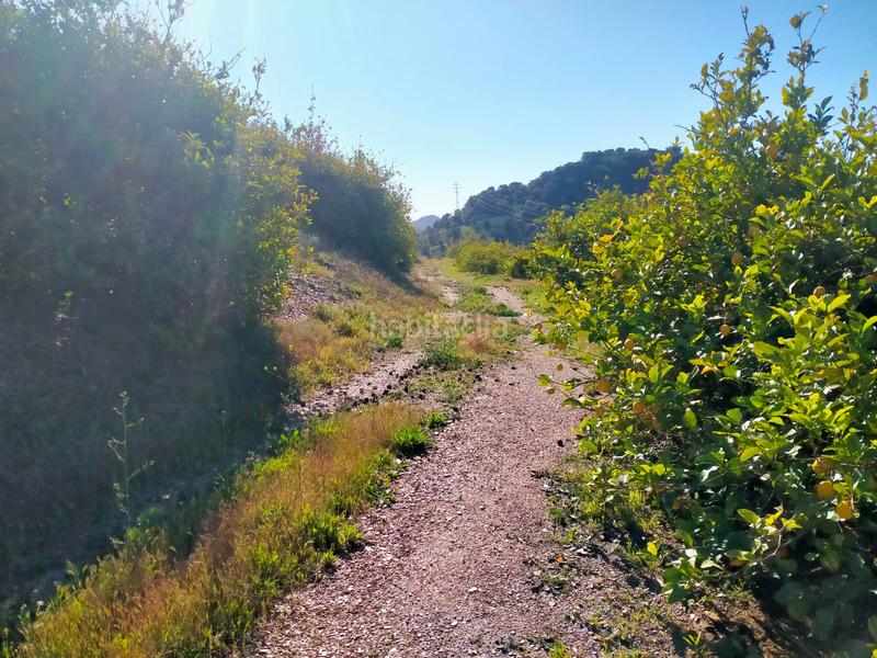 Foto bd724da5-8a96-49bc-9d91-decb39d99d4b. Fondo rustico in calle cristo de la veracruz 31 in Almogía