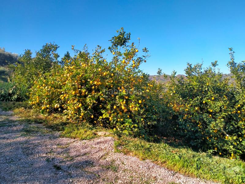 Foto cfb7bcc0-848b-45be-87e3-321bcd8d6b1a. Fondo rustico in calle cristo de la veracruz 31 in Almogía