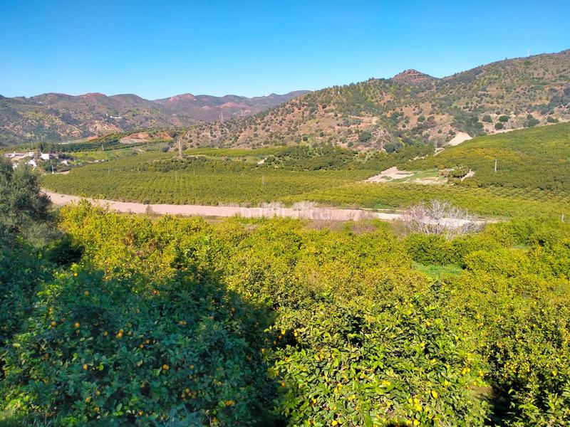 Foto d2e1f301-e1f1-40cb-95ee-b765e4b8abfa. Fondo rustico in calle cristo de la veracruz 31 in Almogía