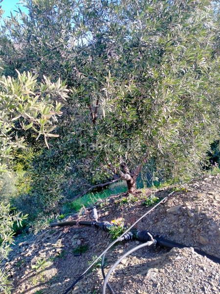 Foto e806aa5c-50d8-4c76-9aa4-49c9d646686e. Fondo rustico in calle cristo de la veracruz 31 in Almogía