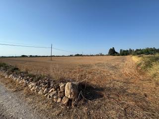 Rural plot  M14 diseminado primera volta. Terreno edificable privilegiado en felanitx con vistas panorámic