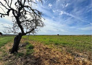 Finca rústica a Vilafranca de Bonany. Terreno rústico edificable en vilafranca de bonany