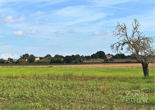 Finca rstica a Vilafranca de Bonany. Terreno rstico edificable en vilafranca de bonany