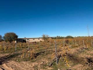 Nau industrial en Orgaz. Nave con tierra plantada de via