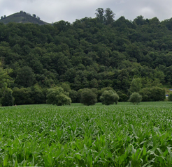 Terreno residencial  Vega de cotranquil. Oportunidad para inversores y particulares