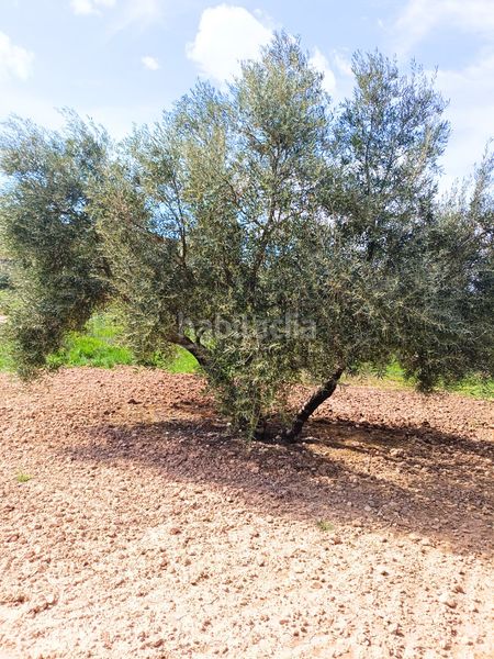 Foto a292e723-5f39-4522-9a89-13e78bc5112a. Finca rústica a Mollina