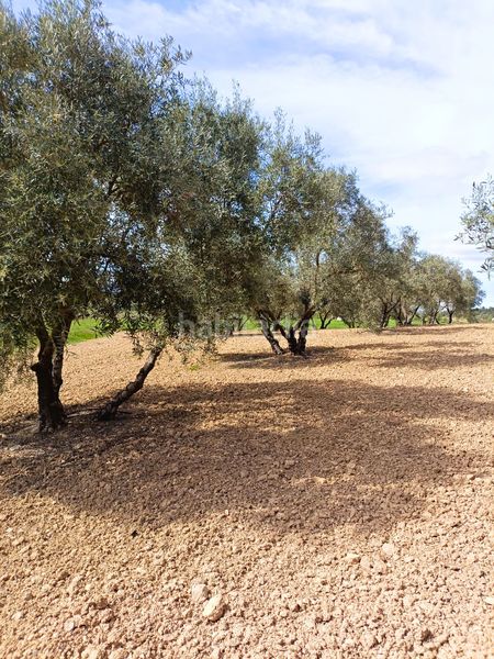 Foto e27122c2-b2e9-466e-b653-ec0e6c99ee3d. Finca rústica a Mollina