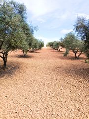Fondo rustico in Mollina. Parcela rustica con olivos  mollina