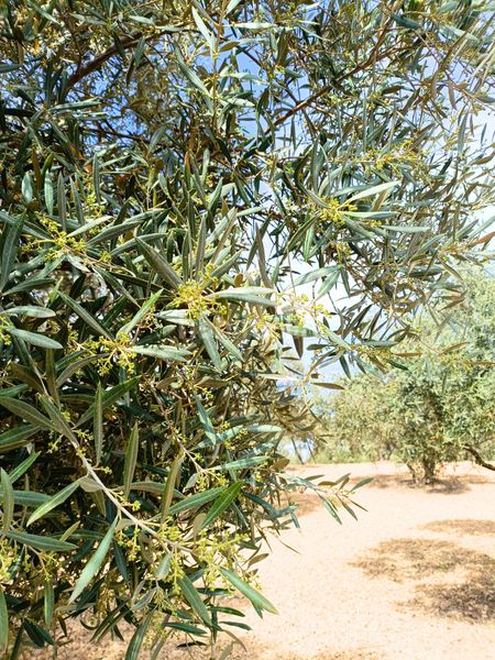 Foto e737ce43-fe6c-40d8-9ffc-50e02e322f99. Finca rústica a Mollina