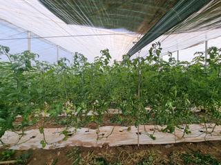 Finca rústica en Santa Fe de Mondújar