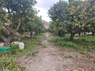 Finca rústica  Calle camino ancho 4