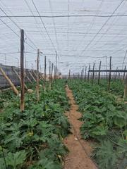 Rural plot in San Isidro - Campohermoso. Venta finca invernada campohermoso