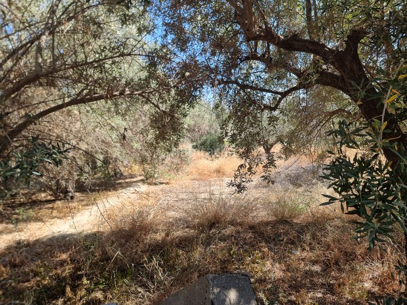 Foto ad0712a4-87e4-4b20-b9d1-337114fb247e. Finca rústica a camino rambli 17 a Pechina