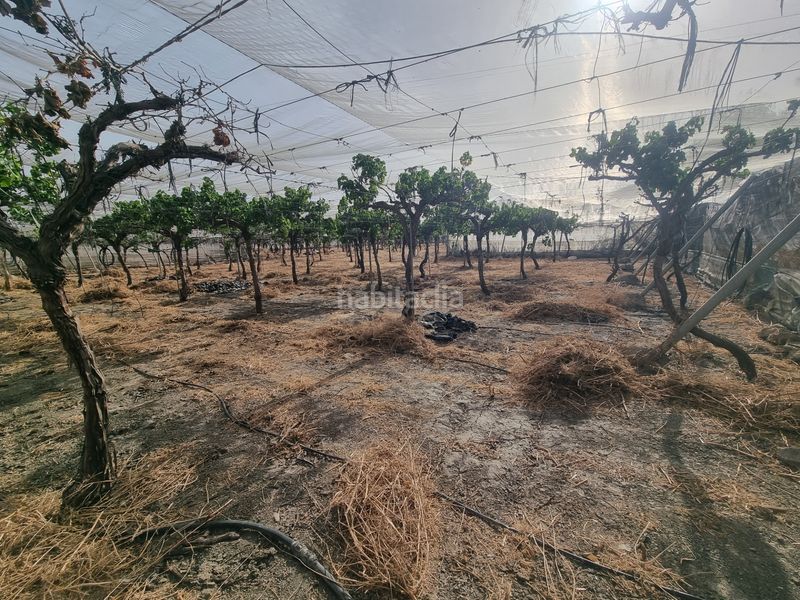 Foto d272656f-6ac0-44a6-adfe-1acc6f9c03a0. Finca rústica a calle real 7b a Terque