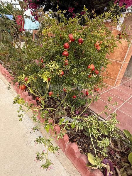 Foto 6e96dd49-130b-4105-b59c-11b376aaf891. Bauernhof mit pool in Camino Viejo de Málaga Vélez - Málaga