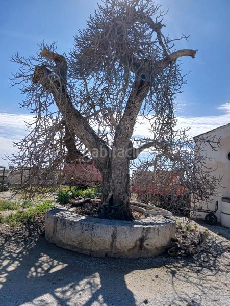 Foto ae6d5520-7807-4df0-8cca-482c8b46b147. Casale in Almayate Bajo