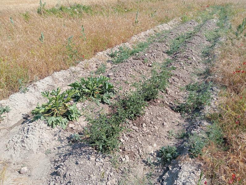 Foto 08e4e127-2eb7-4e84-b36b-b035d2c8fb70. Finca rústica casa de campo en Colmenar de Oreja