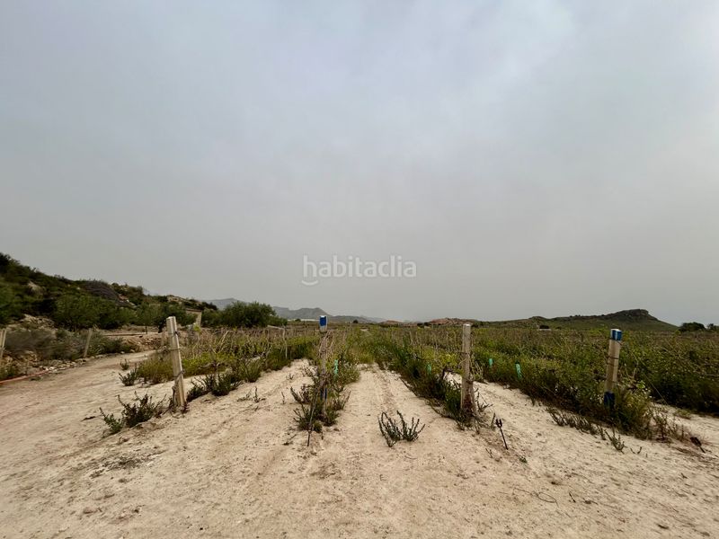 Foto 5c2e0dbc-0d7b-425f-9a26-3e4e000ef9b3. Finca rústica a Agost