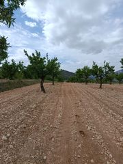 Fondo rustico  N/a. Finca rústica en zona alvará – monóvar | 8.000 m² | ¡venta urgen