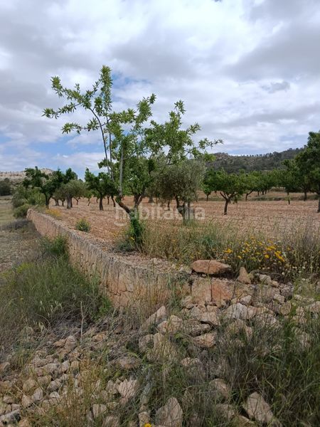 Foto 0d0dfc4d-d221-4be4-847a-e2046aae7bf3. Finca rústica a n/a a Monòver