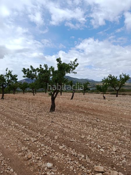 Foto 4f94c7e9-67b0-486f-8430-44c58ecddc11. Finca rústica a n/a a Monòver