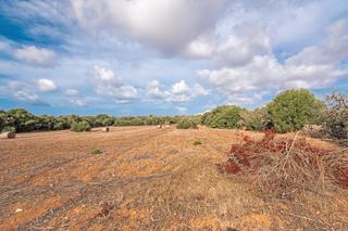 Finca rústica  N/a. Terreno edificable en ses salines con licencia y proyecto en vig