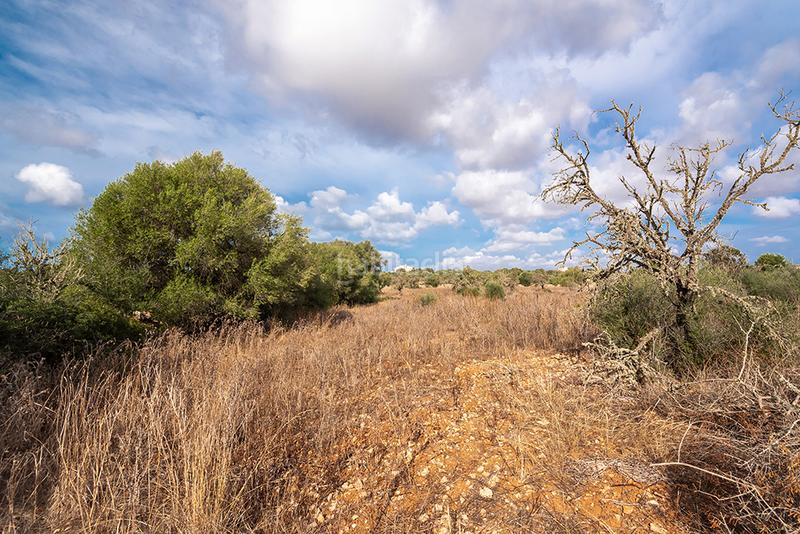 Foto 09364c7f-5884-4a85-ad47-ed86fcbd8403. Finca rústica a Ses Salines poble Ses Salines