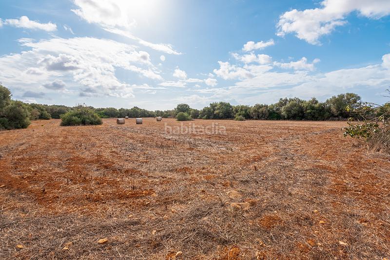 Foto 3bc064b6-b96a-499a-8563-683d9d3a951d. Finca rústica a Ses Salines poble Ses Salines