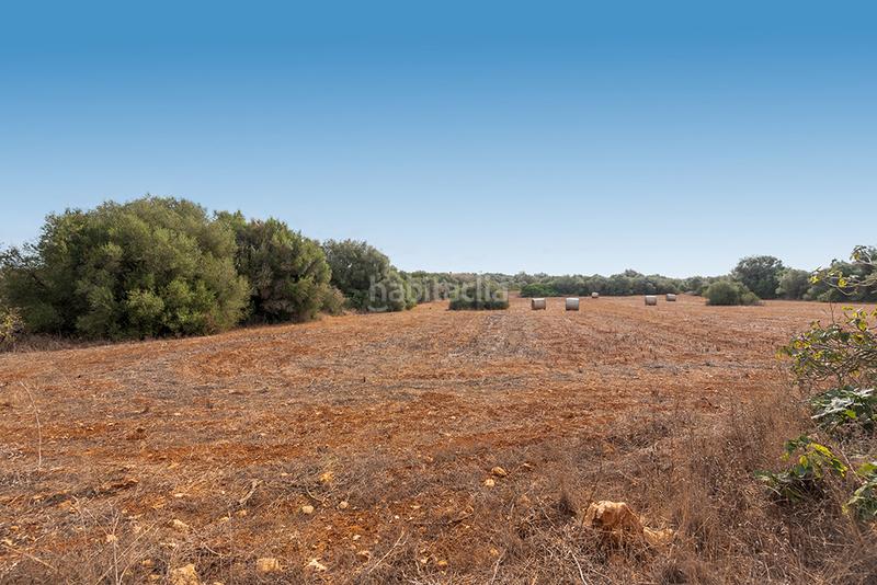Foto 490a687a-97ba-449b-8d20-319471997a4f. Finca rústica a Ses Salines poble Ses Salines