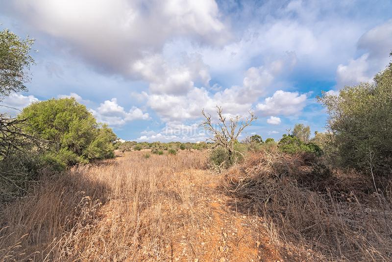 Foto a268205a-57d4-40b0-befe-fcf4e8475eba. Finca rústica a Ses Salines poble Ses Salines