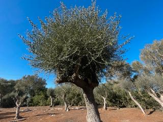 Rural plot in Felanitx Poble. Solar rural con proyecto para una casa con piscina en venta en f