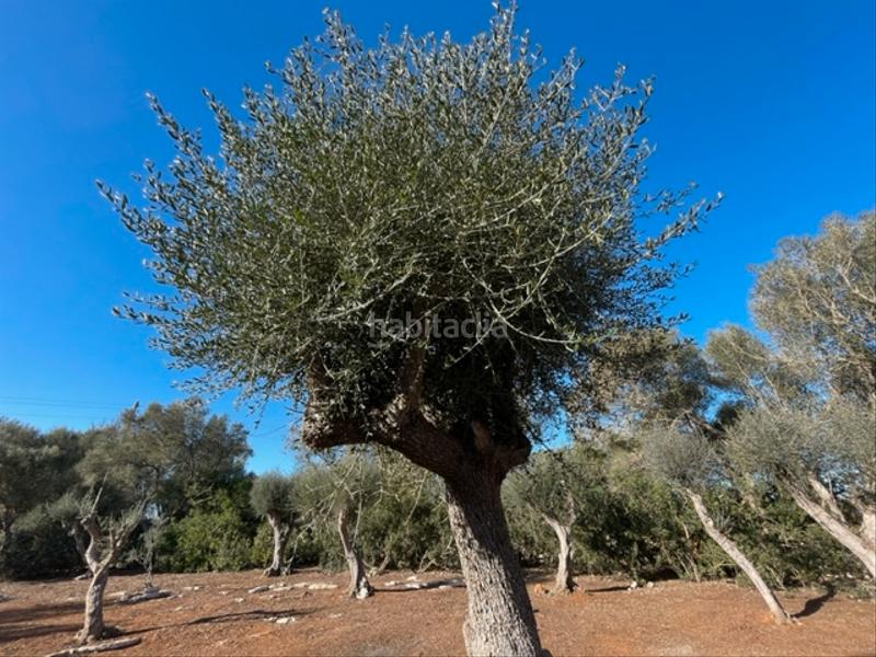 Foto 54739da5-418f-4966-80d7-1c15ac5147be. Finca rústica a Felanitx poble Felanitx