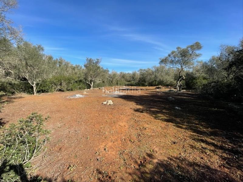 Foto 6b3c2560-32ac-429d-90c1-0928b1e7da81. Finca rústica a Felanitx poble Felanitx