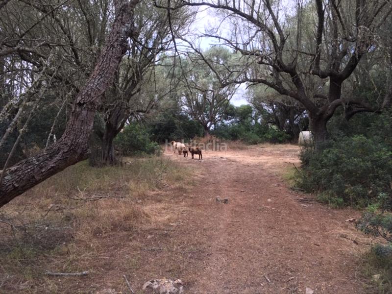 Foto dabebed2-194b-45b4-b3f6-adf3ab660454. Finca rústica a Felanitx poble Felanitx