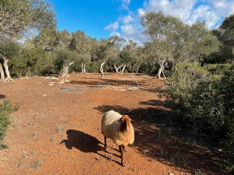 Foto e4f14f86-f488-4a29-8b36-ac32ed2c2434. Finca rústica a Felanitx poble Felanitx