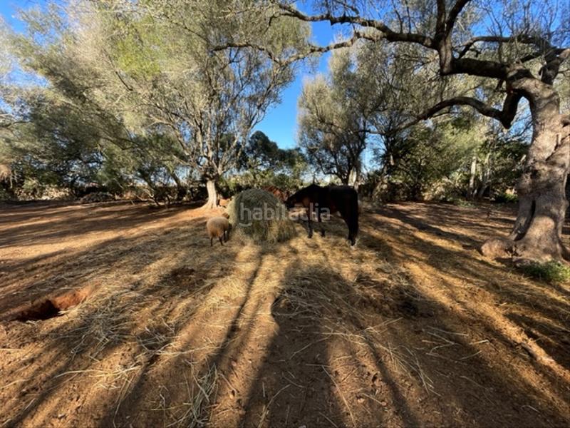 Foto ed71b7f3-084d-402d-8b92-841c48814e76. Finca rústica a Felanitx poble Felanitx