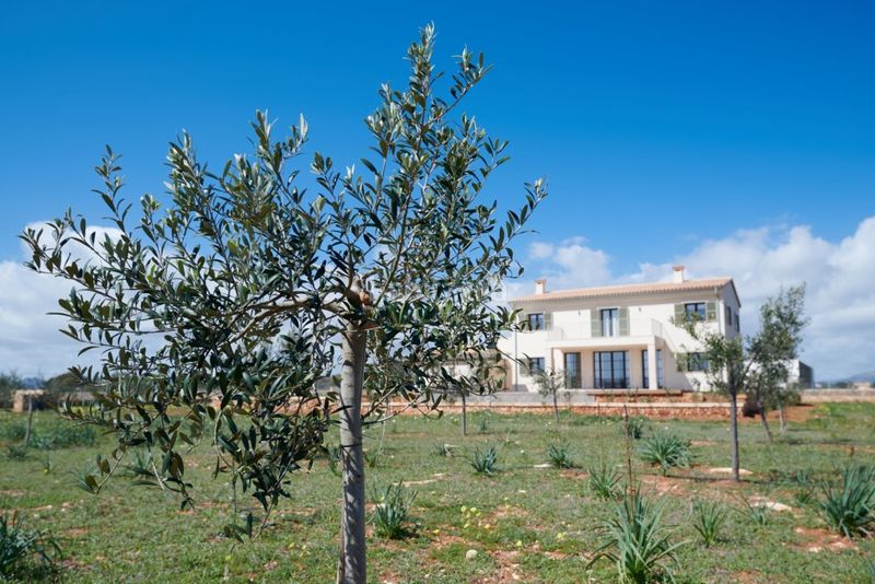 Foto fe9a5514-c668-4f4b-aae6-a1c0924a62b9. Masía encantadora finca rustica en venta en porto cristo, mallorca en Manacor