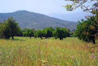 Finca rústica a Zona Periurbana. Finca rústica en paraje bucólico en venta en llubí, mallorca