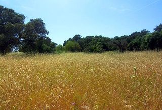 Finca rústica a Zona Periurbana. Finca rústica en paraje bucólico en venta en llubí, mallorca