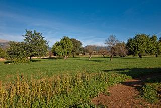 Bauernhof in Selva. Parcela rústica con proyecto en zona tranquila de selva