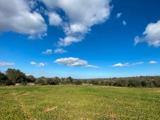 Mas à Petra. Finca rustica de solar llano en venta en petra, mallorca