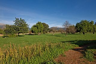 Rural plot in Selva. Parcela rústica con proyecto en zona tranquila de selva