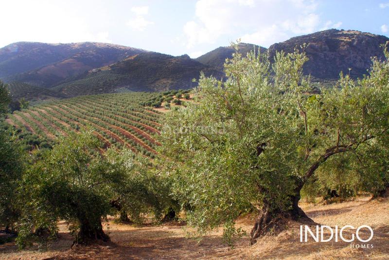 Foto d5c05044-3ba7-45b5-abc2-237c109f1b49. Maison avec parking dans Priego de Córdoba
