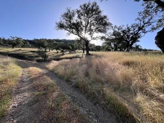 Fondo rustico  Plaza de corterrangel. Venta de finca rústica en la sierra de aracena (huelva)