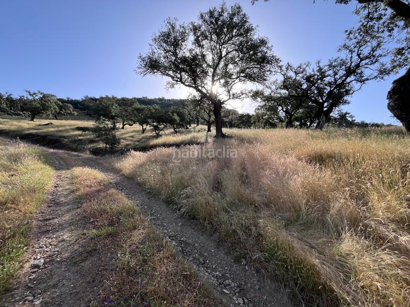 Foto 2672dd92-55bc-4dd2-9044-ad24e933055c. Fondo rustico in Aracena